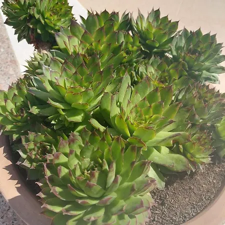 Zulim トロギール